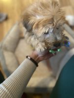 Wheaten Terrier Puppies for sale in 177-34 Baisley Blvd, Jamaica, NY 11434, USA. price: NA