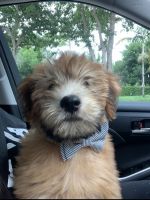 Wheaten Terrier Puppies for sale in Fort Lauderdale, FL, USA. price: NA