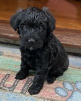 Wheaten Terrier Puppies for sale in Lake Forest, CA, USA. price: NA