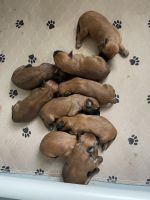 Wheaten Terrier Puppies Photos