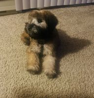 Wheaten Terrier Puppies for sale in STUYVSNT PLZ, NY 12203, USA. price: $1,000