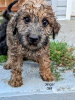 Wheaten Terrier Puppies for sale in Grand Forks, BC V0H, Canada. price: $800