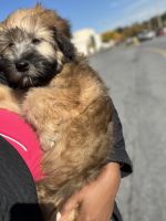 Wheaten Terrier Puppies for sale in Easton, PA, USA. price: $1,000