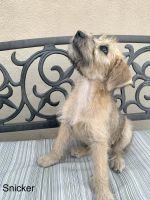Wheaten Terrier Puppies for sale in Orange County, CA, USA. price: NA