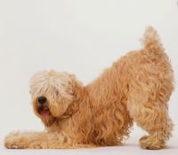 wheaten terrier dog