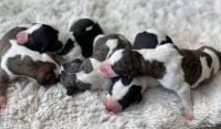 Whippet Puppies for sale in Midland Park, NJ 07432, USA. price: NA