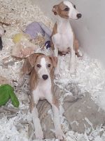 Whippet Puppies for sale in North Las Vegas, NV, USA. price: NA