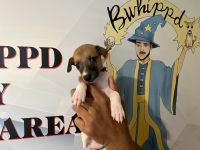 Whippet Puppies for sale in Denver, CO, USA. price: NA
