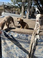 Whippet Puppies for sale in Amarillo, TX, USA. price: NA