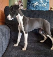 Whippet Puppies for sale in Molalla, OR 97038, USA. price: $800