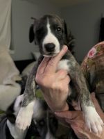 Whippet Puppies for sale in Belgrade, MT 59714, USA. price: NA