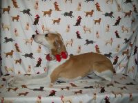 Whippet Puppies for sale in Kansas City, KS, USA. price: $1,000