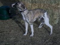 Whippet Puppies for sale in Owasso, Oklahoma. price: $1,200