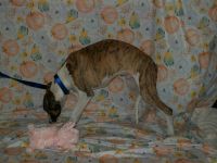 Whippet Puppies for sale in Kansas City, KS, USA. price: $900