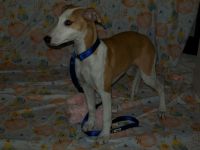 Whippet Puppies for sale in Kansas City, KS, USA. price: NA