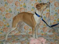 Whippet Puppies for sale in Kansas City, KS, USA. price: NA