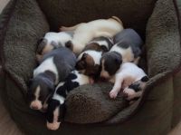 Whippet Puppies for sale in Pleasantville, PA 16341, USA. price: NA