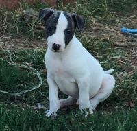 Whippet Puppies for sale in Pittsburgh, PA, USA. price: NA