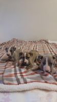 Whippet Puppies for sale in Phoenix, AZ, USA. price: NA