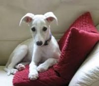 Whippet Puppies for sale in Columbus, MT 59019, USA. price: NA