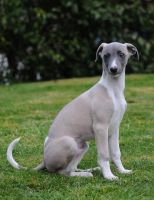 Whippet Puppies for sale in Chattanooga, TN, USA. price: NA
