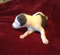 Whippet Puppies for sale in Houston, TX, USA. price: NA