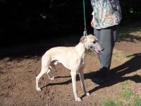 Whippet Puppies for sale in Olympia, WA, USA. price: NA