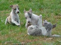 Whippet Puppies for sale in Stamford, CT, USA. price: NA