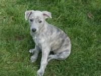Whippet Puppies for sale in Rochester, MN, USA. price: NA