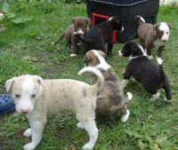 Whippet Puppies for sale in York, SC 29745, USA. price: NA