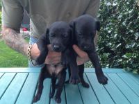 Whippet Puppies for sale in Minneapolis, MN, USA. price: NA