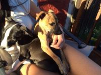 Whippet Puppies for sale in Los Angeles, CA, USA. price: NA