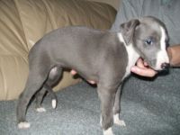 Whippet Puppies for sale in Tuscaloosa, AL, USA. price: NA