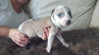 Whippet Puppies for sale in Missiouri CC, Elsberry, MO 63343, USA. price: NA