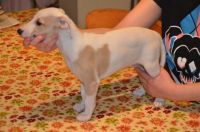 Whippet Puppies for sale in Greensboro, NC, USA. price: NA