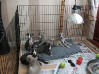 Whippet Puppies for sale in Massachusetts Ave, Boston, MA, USA. price: NA