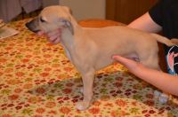 Whippet Puppies for sale in AR-98, Emerson, AR 71740, USA. price: NA