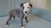 Whippet Puppies for sale in Maryland City, MD, USA. price: NA