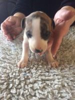 Whippet Puppies for sale in Texas City, TX, USA. price: NA