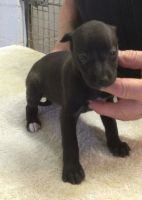 Whippet Puppies for sale in Los Angeles, CA, USA. price: NA