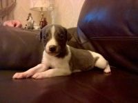Whippet Puppies for sale in Philadelphia, PA, USA. price: NA