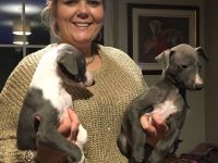 Whippet Puppies for sale in Los Angeles County, CA, USA. price: NA