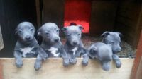 Whippet Puppies for sale in Topeka, KS, USA. price: NA