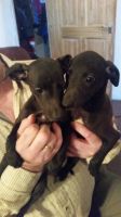 Whippet Puppies for sale in Birmingham, AL, USA. price: NA