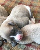 Whippet Puppies for sale in Walnut, CA, USA. price: NA