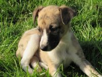 Whippet Puppies for sale in OR-99W, McMinnville, OR 97128, USA. price: NA