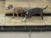 Whippet Puppies for sale in Pottsboro, TX 75076, USA. price: NA