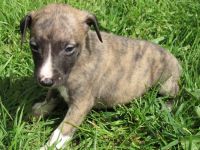Whippet Puppies for sale in Kentucky Dam, Gilbertsville, KY 42044, USA. price: NA