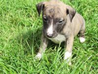 Whippet Puppies for sale in Sammamish, WA, USA. price: NA