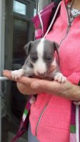 Whippet Puppies for sale in Michigan Ave, Inkster, MI 48141, USA. price: NA